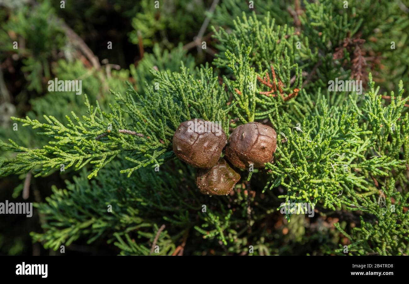 Die Kegel der Monterey-Zypresse, Hesperocyparis macrocarpa, Bäume auf Point Lobos, einer von nur zwei einheimischen Standorten; Kalifornien Stockfoto