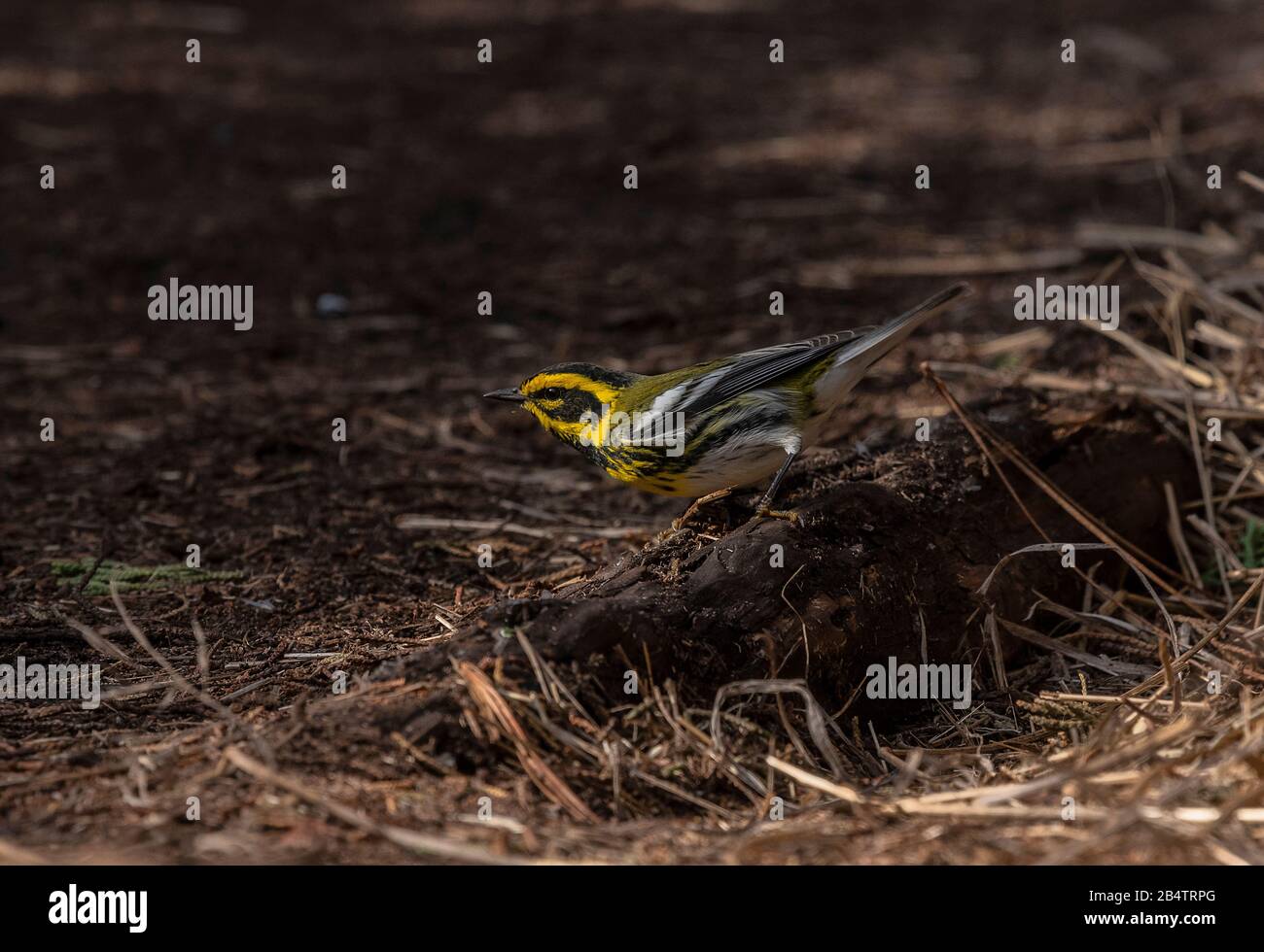 Townsends Kriegsmann Setophaga townsendi, der sich im Winter auf dem Holzboden ernährt. Kalifornien Stockfoto
