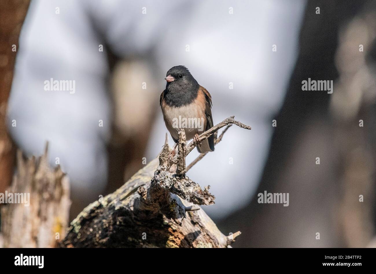 junco, Junco hyemalis, dunkeläugig, in Coastal Scrub, Momterey. Stockfoto