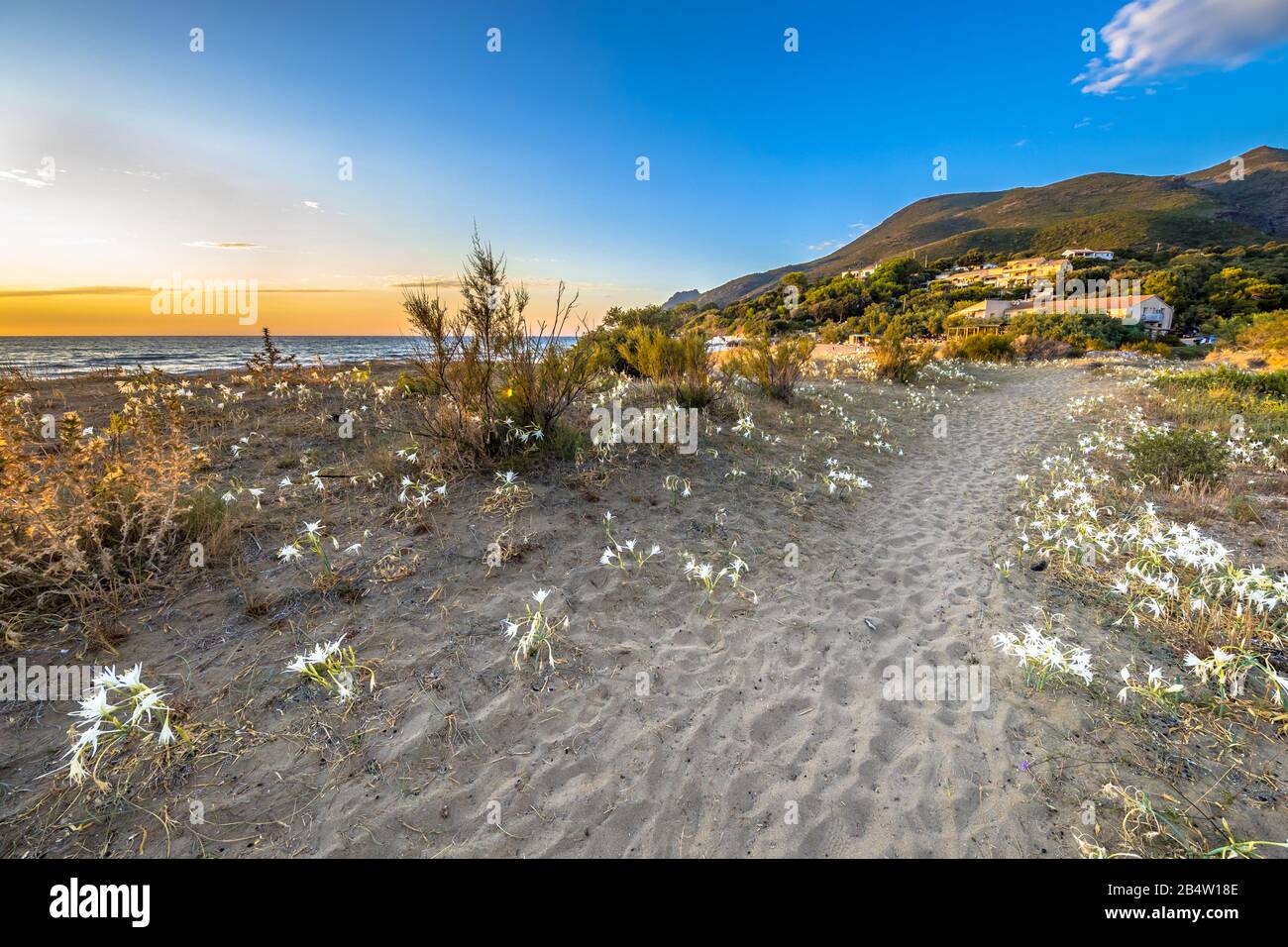 Illyrische Seerose (Pancratium illyricum) weiße Blumen, die in Dünen am korsischen Strand von Farinole auf Cap Corse, Korsika, Frankreich blühen Stockfoto