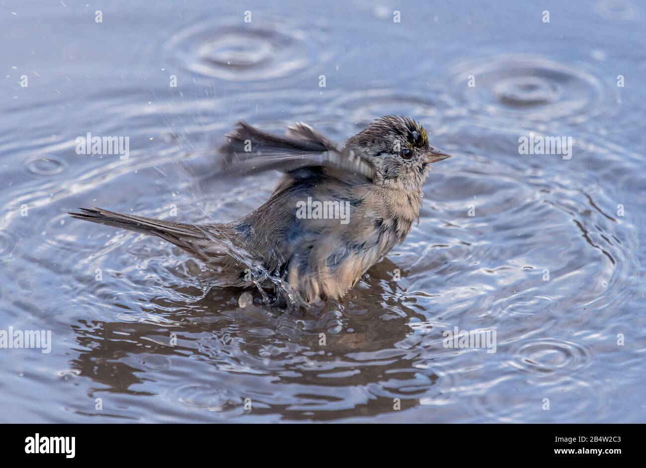 Golden-bekrönter Sparren, Zonotrichia atricapilla, Baden und Preening in flacher Pfütze, Point Lobos, Kalifornien. Stockfoto