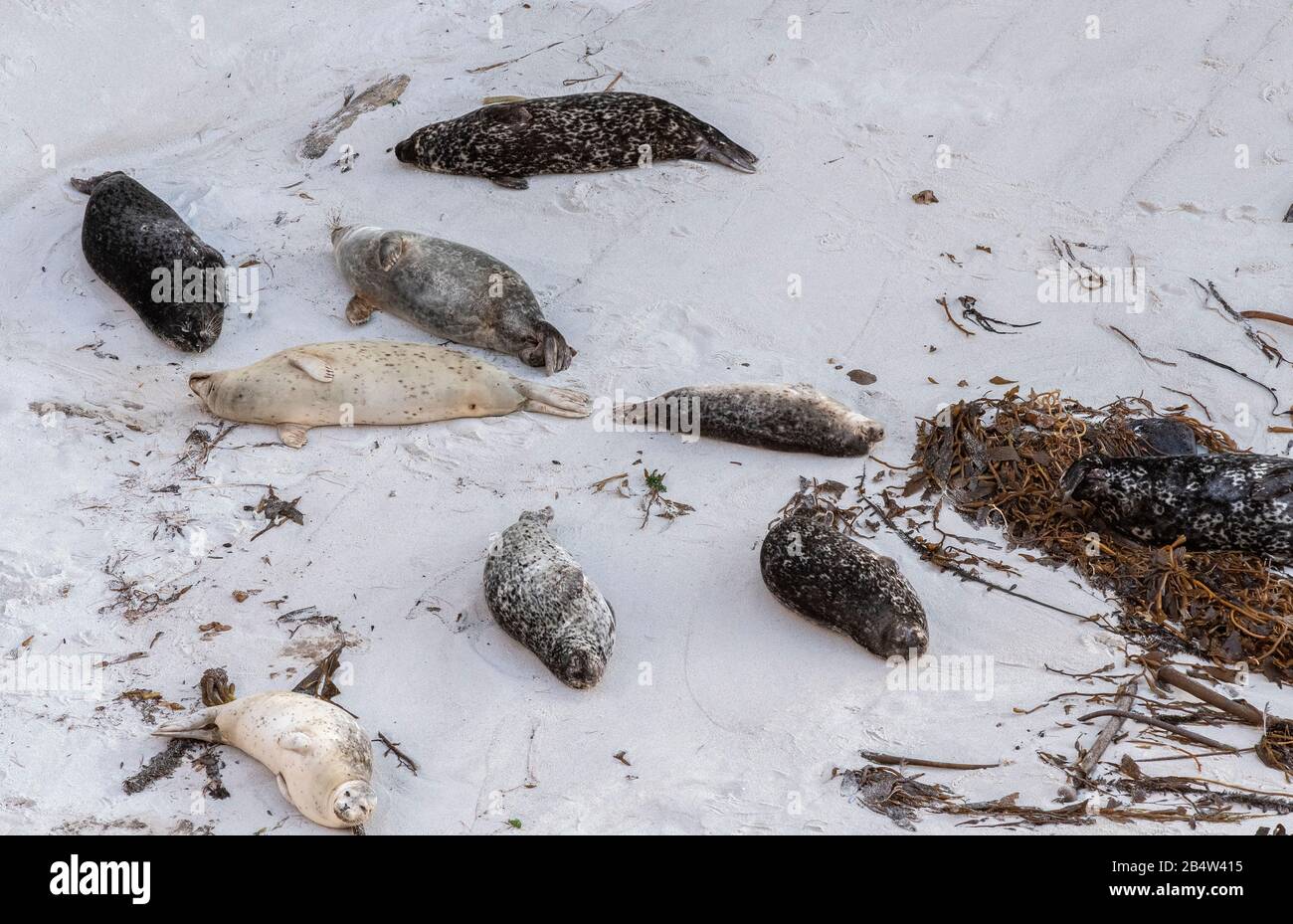 Pacific Harbour Seals, oder Common Seal, Phoca vitulina, die am Sandstrand im Point lobos State Reserve, kalifornische Küste, ruht und ladet. Stockfoto