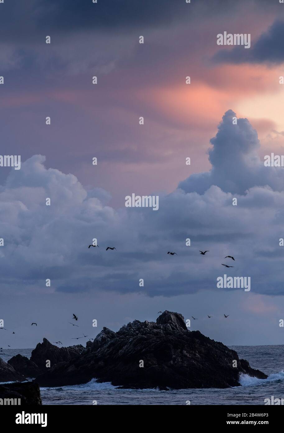 Wunderschöner Abendhimmel mit Blick vom Point lobos State Reserve auf Bird Island, mit braunen Pelikanen, die nach Roost kommen; Pazifischer Ozean jenseits. Stockfoto