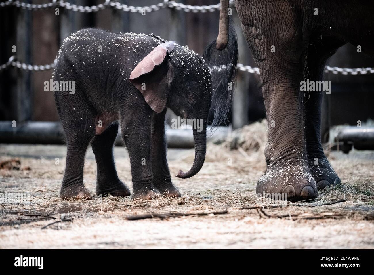 07. März 2020, Nordrhein-Westfalen, Wuppertal: Elefantenjunge "Tsavo" ist im Gehege am Zoo. Am Freitag wurde im Zoo Wuppertal ein Baby-Elefant geboren. Die Elefantenkuh 'Sweni' brachte das gesunde männliche Kalb zur Welt. Der Elefantenjunge heißt "Tsavo". Das Elefantenhaus war am Freitag geschlossen, aber ab Samstag ist das Jungtier öffentlich zu sehen. Foto: Fabian Strauch / epa Scanpix Schweden / dpa Stockfoto