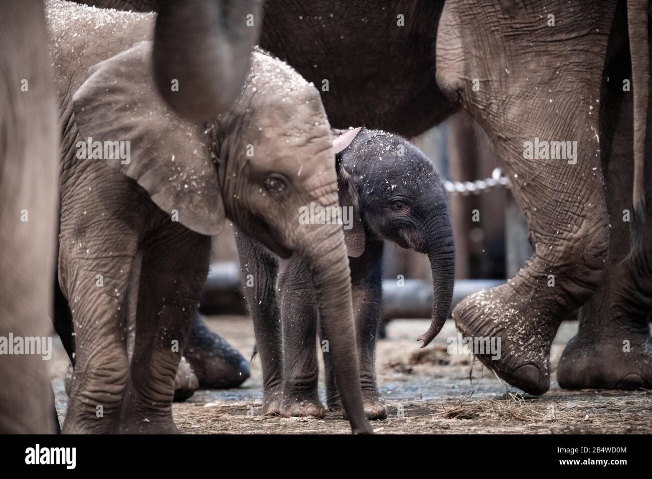 Wuppertal, Deutschland. März 2020. Der Elefantenjunge "Tsavo" befindet sich im Gehege des Zoos. Am Freitag wurde im Zoo Wuppertal ein Baby-Elefant geboren. Die Elefantenkuh 'Sweni' brachte das gesunde männliche Kalb zur Welt. Der Elefantenjunge heißt "Tsavo". Das Elefantenhaus war am Freitag geschlossen, aber ab Samstag ist das Jungtier öffentlich zu sehen. Kredit: Fabian Strauch / epa Scanpix Schweden / dpa / Alamy Live News Stockfoto
