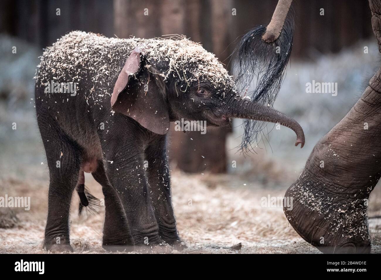 Wuppertal, Deutschland. März 2020. Der Elefantenjunge "Tsavo" befindet sich im Gehege des Zoos. Am Freitag wurde im Zoo Wuppertal ein Baby-Elefant geboren. Die Elefantenkuh 'Sweni' brachte das gesunde männliche Kalb zur Welt. Der Elefantenjunge heißt "Tsavo". Das Elefantenhaus war am Freitag geschlossen, aber ab Samstag ist das Jungtier öffentlich zu sehen. Kredit: Fabian Strauch / epa Scanpix Schweden / dpa / Alamy Live News Stockfoto