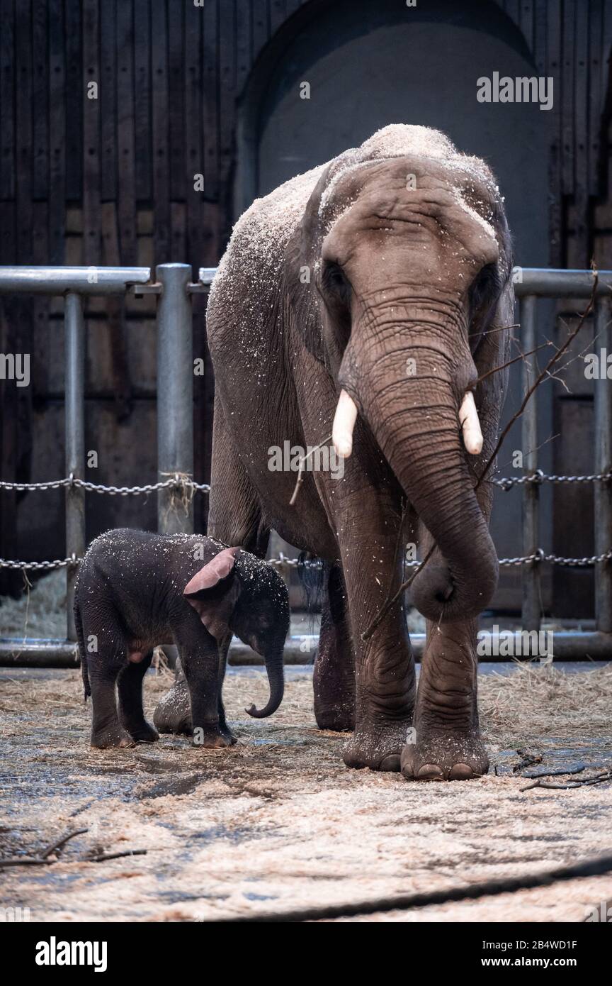 Wuppertal, Deutschland. März 2020. Elefantenjunge "Tsavo" steht mit Mutter 'Sweni' im Gehege im Zoo. Am Freitag wurde im Zoo Wuppertal ein Baby-Elefant geboren. Die Elefantenkuh 'Sweni' brachte das gesunde männliche Kalb zur Welt. Der Elefantenjunge heißt "Tsavo". Das Elefantenhaus war am Freitag geschlossen, aber ab Samstag ist das Jungtier öffentlich zu sehen. Kredit: Fabian Strauch / epa Scanpix Schweden / dpa / Alamy Live News Stockfoto