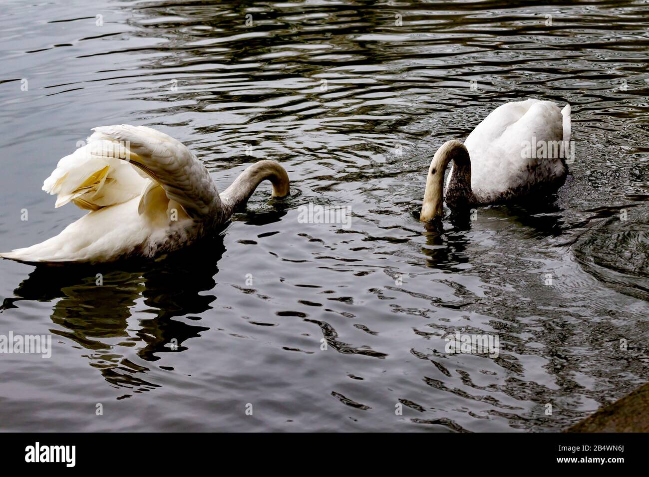 Abington Park, Northampton, Großbritannien, 7. März 2020, in Abington Park See schwimmendes Ölsumpf, das während der Dunkelheit, die die Tierwelt beeinträchtigt, im Premier Park von Northampton entsorgt wurde, wurde die Umweltbehörde informiert. Kredit: Keith J Smith./Alamy Live News Stockfoto