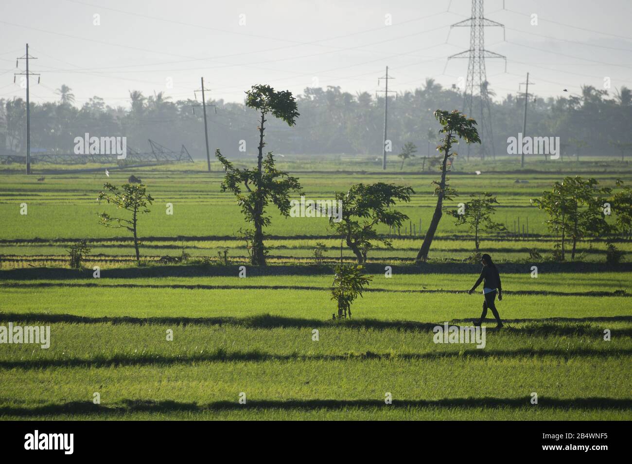 Bauer, der über einen Gehweg auf dem Reisfeld spazieren geht Stockfoto