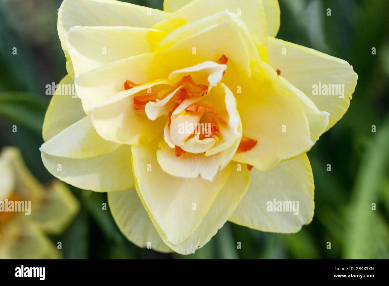Narzisse Tahiti, Daffodil schließen Blume Stockfoto