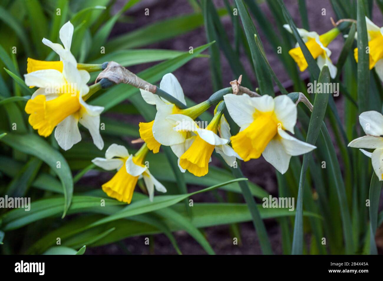Jonquilla Daffodil Narcissus 'Golden Echo' Stockfoto