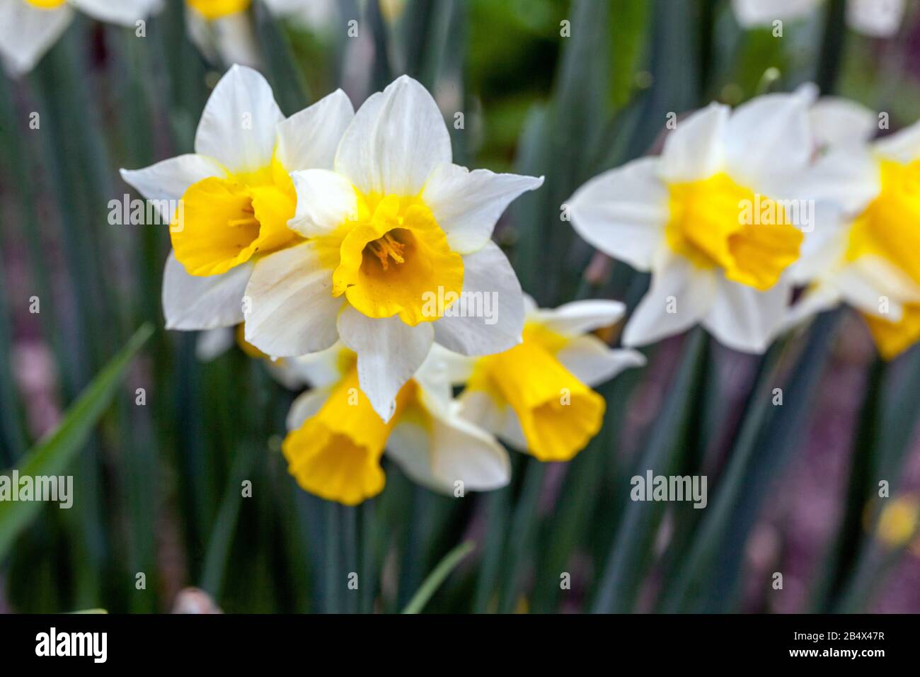 Jonquilla Daffodil Narcissus 'Golden Echo' Stockfoto