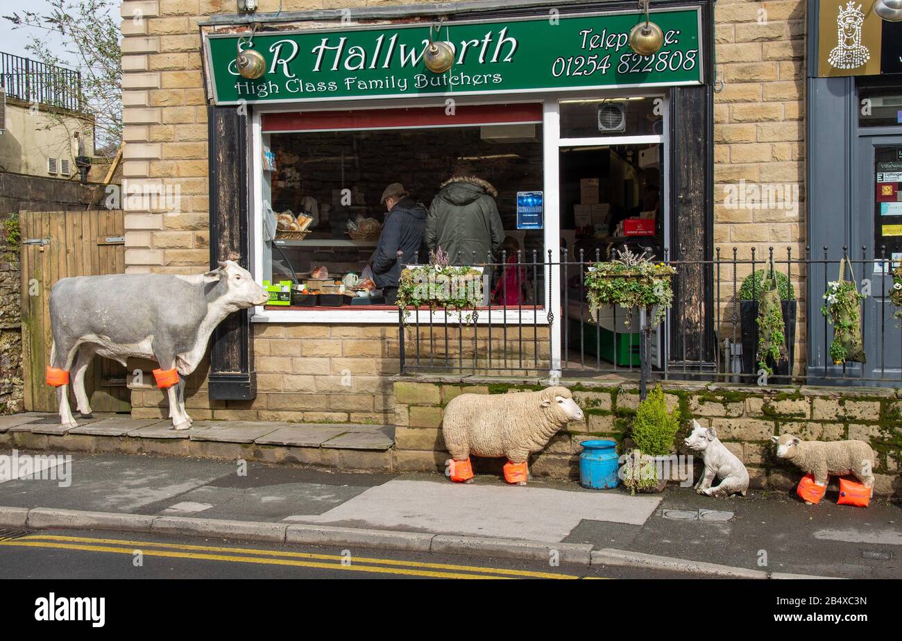 Whalley, Blackburn mit Darwen, Lancashire, Großbritannien. März 2020. In diesem Metzgerladen in Whalley, Blackburn mit Darwen, hat Lancashire den Modelltieren außerhalb ihres Shops Schwimmhilfen hinzugefügt, um Humor über die jüngsten Überschwemmungen zu bewahren. John Eveson/Alamy Live News, Stockfoto