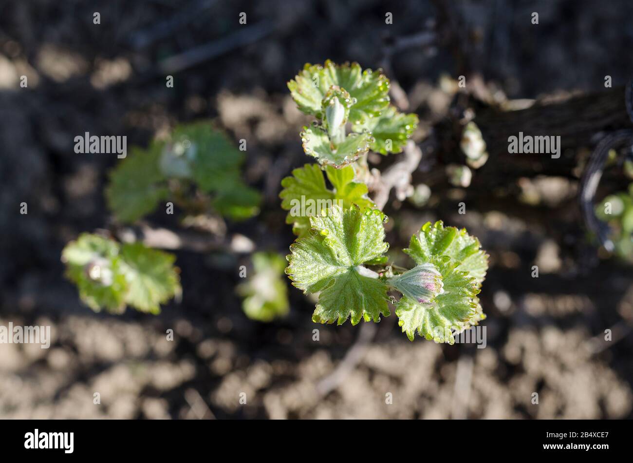 Wachsende Traubenpflanze im Norden Bulgariens bei Tau Stockfoto