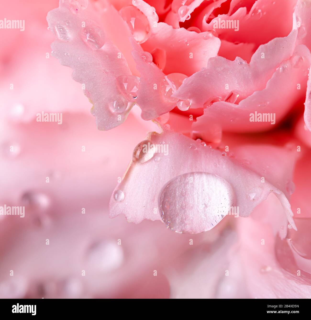 Das Makrofoto eines Wassers fällt auf die Kronblätter einer wunderschönen rosafarbenen Nelke Stockfoto
