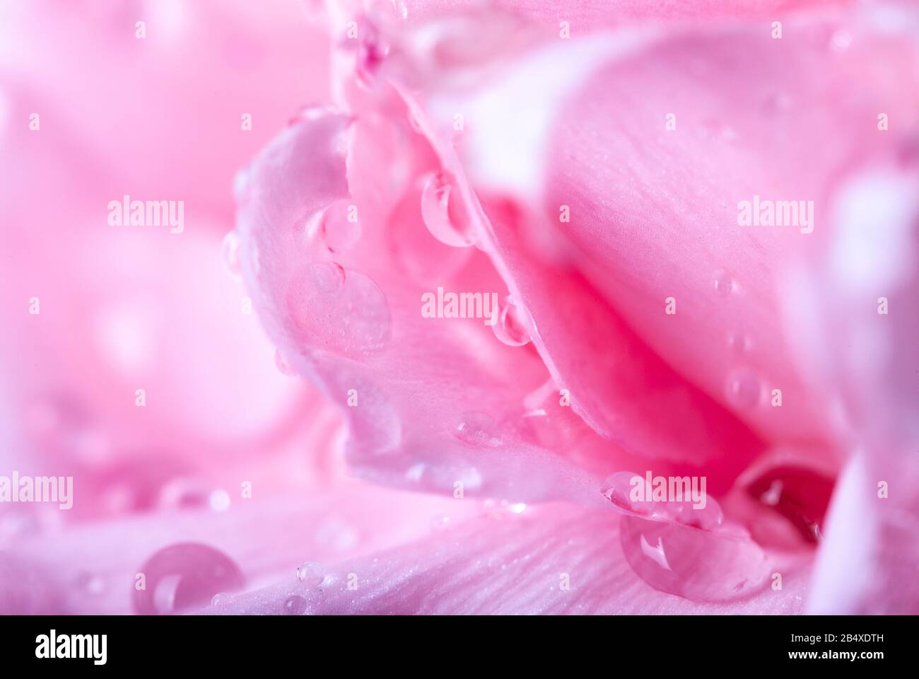 Das Makrofoto eines Wassers fällt auf die Kronblätter einer wunderschönen rosafarbenen Nelke Stockfoto