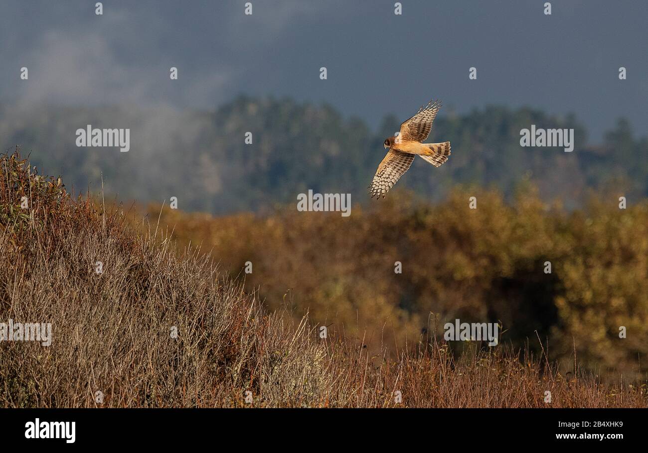 Nordharrier, Circus hudsonius, im Herbst im Flug über Schilfbeete. Carmel River State Beach, Kalifornien. Stockfoto