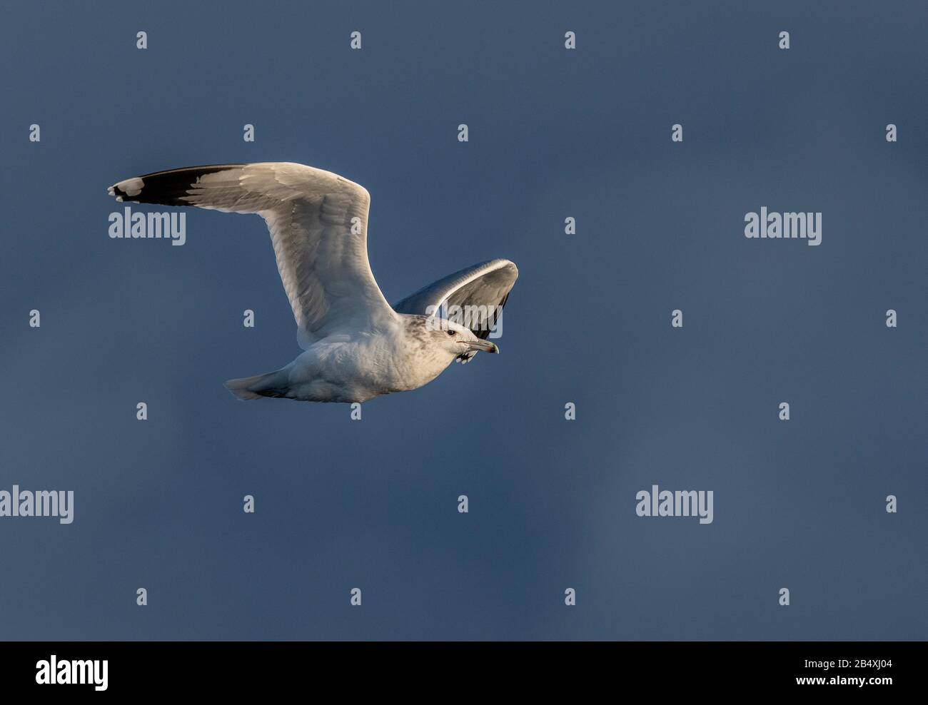 California Gull, Larus californicus, im Flug vor dem Hintergrund eines herannahenden Sturms. Kalifornien. Stockfoto