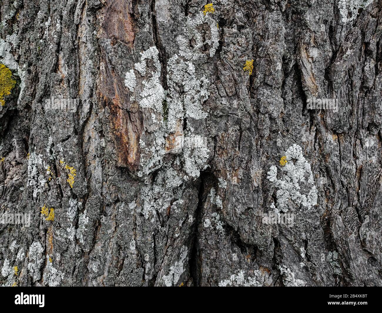 Wildgealterte Eiche Baumrinde Textur, Holz natürliche Tapete Muster Hintergrund Stockfoto