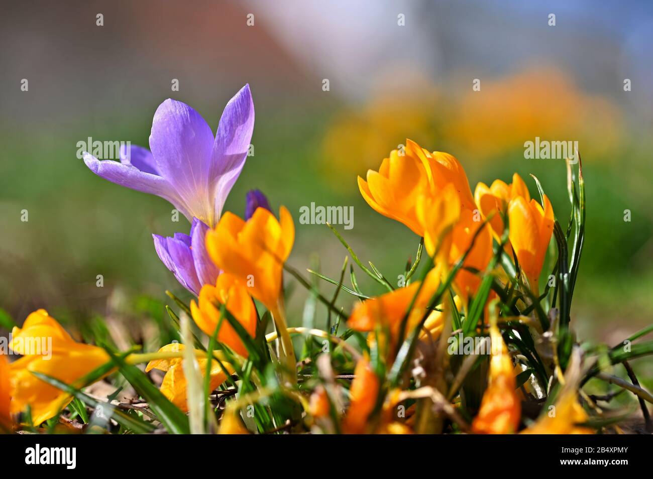Frühlingsblumen. Schöne bunte erste Blumen auf Wiese mit Sonne. Crocus Romance Gelb - Crocus Chrysanthus - Crocus tommasinianus - Crocus Tommas Stockfoto