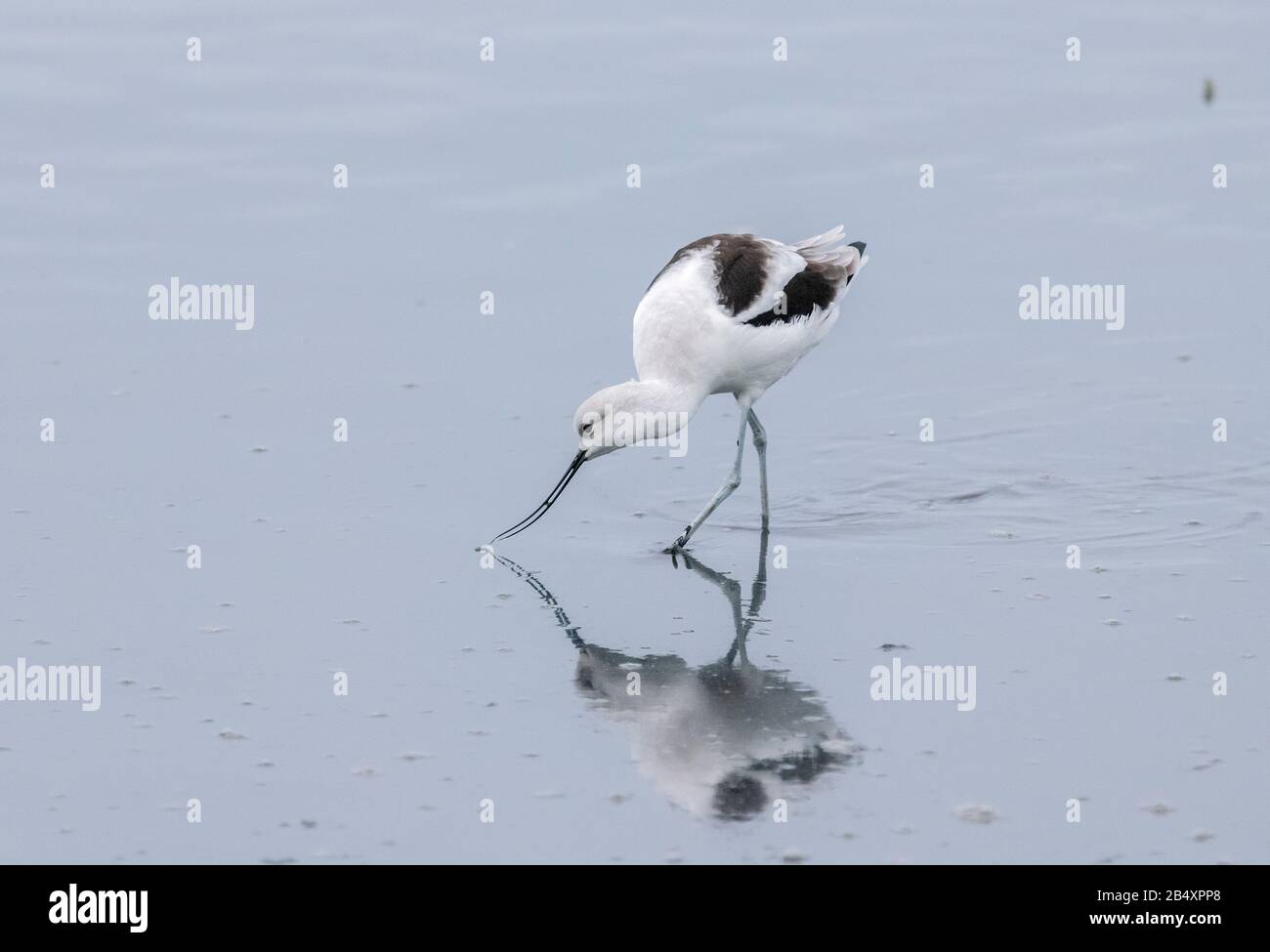 American Avocet, Recurvirostra Americana, Fütterung in Estuarin-Schlamm, Kalifornien. Stockfoto