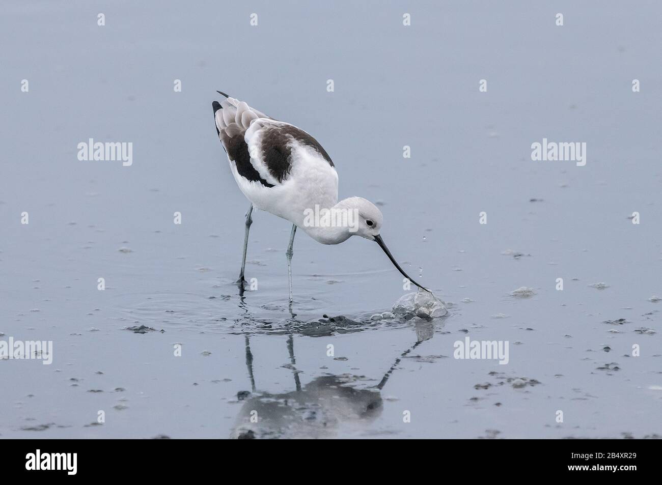 American Avocet, Recurvirostra Americana, Fütterung in Estuarin-Schlamm, Kalifornien. Stockfoto