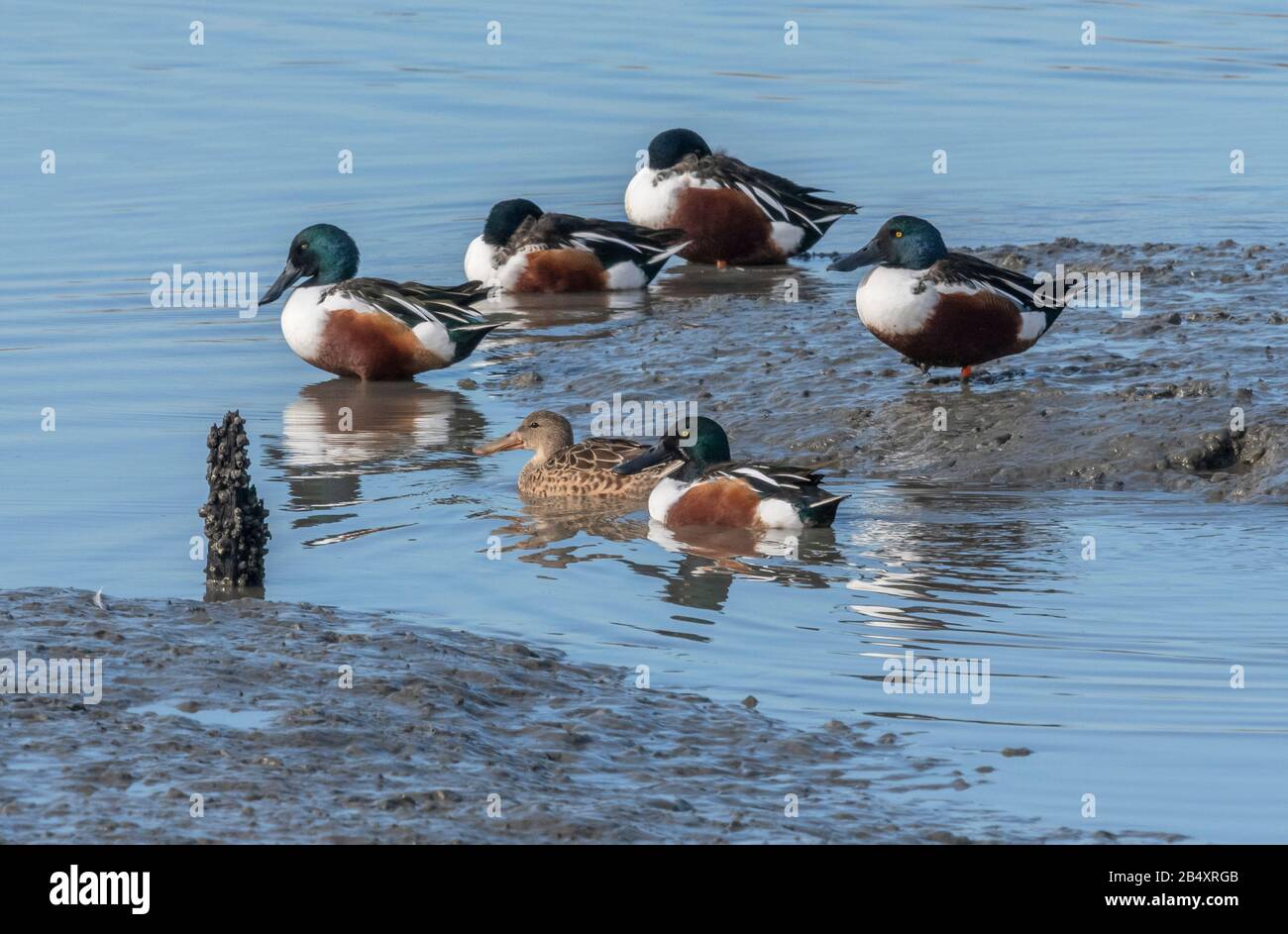 Gruppe der nördlichen shoveler, Spatel Clypeata, Fütterung und Laifing in schlammigem Ästuar im Winter. Stockfoto