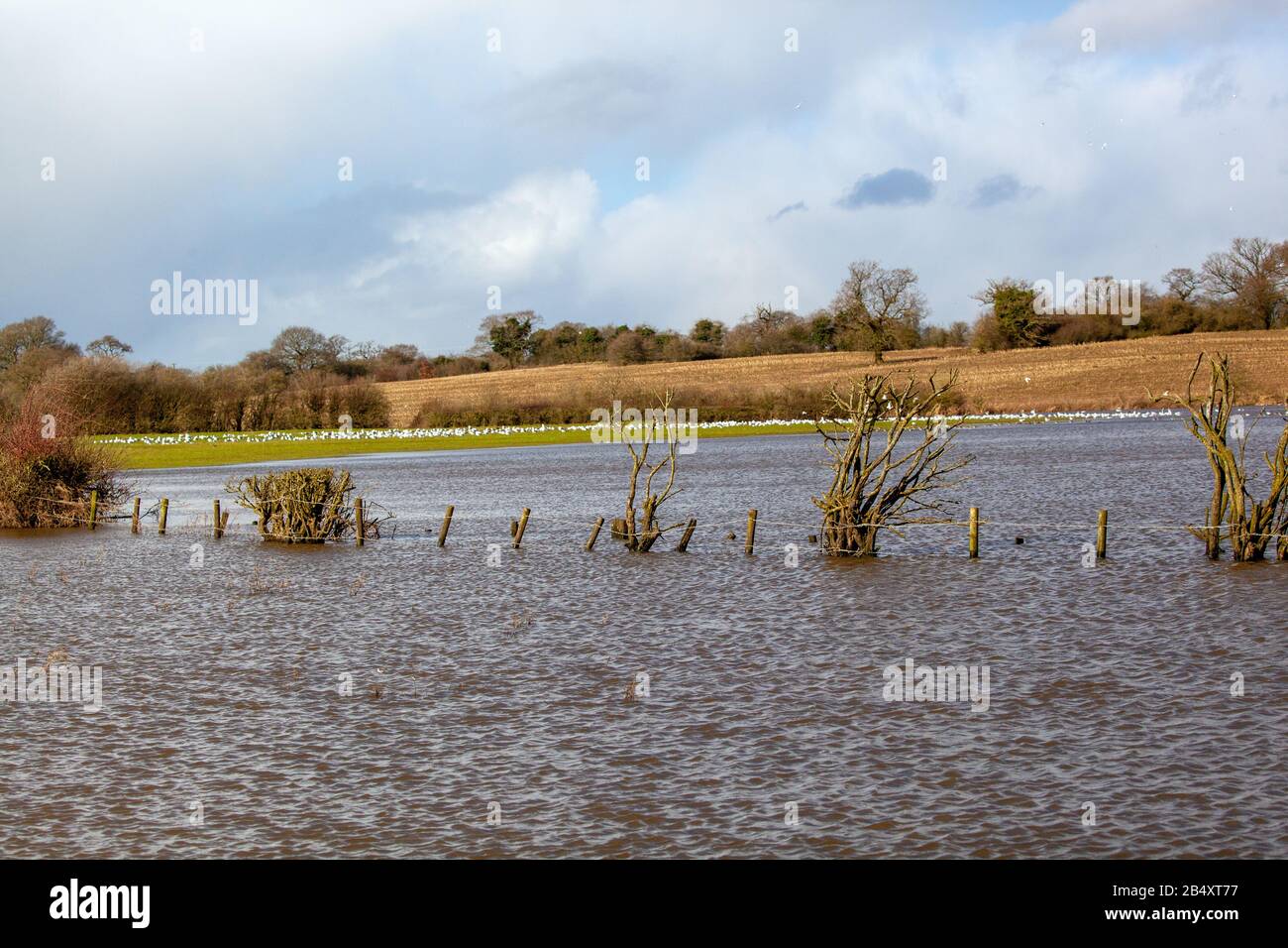 Überschwemmte Ackerland und Landschaft am Sandbach Cheshire England nach Storm Dennis und Ciara Februar 2020 Stockfoto