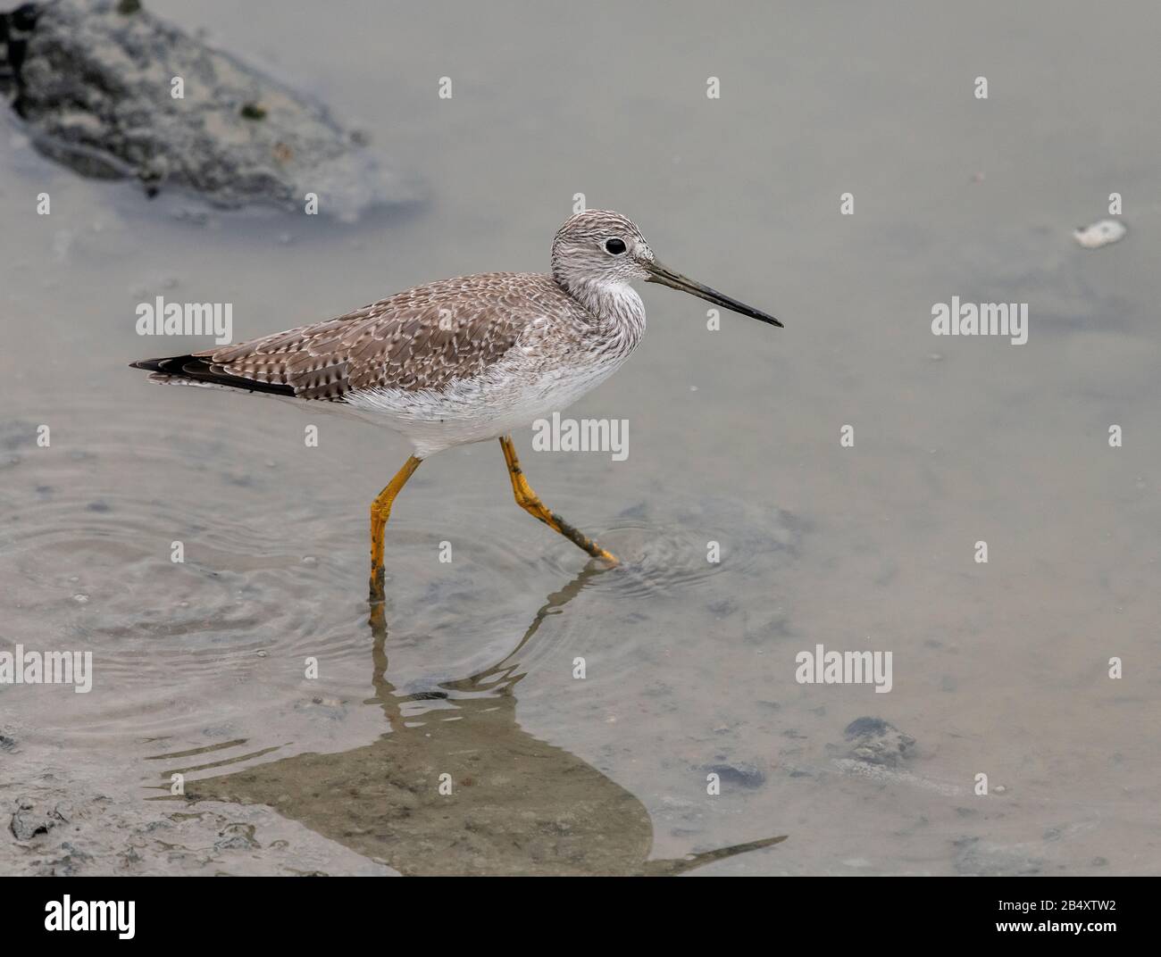 Größere Gelbbeine, Tringa melanoleuca, im Wintergefiedere, die sich in schlammiger Flussmündungsregion ernähren. Kalifornien. Stockfoto