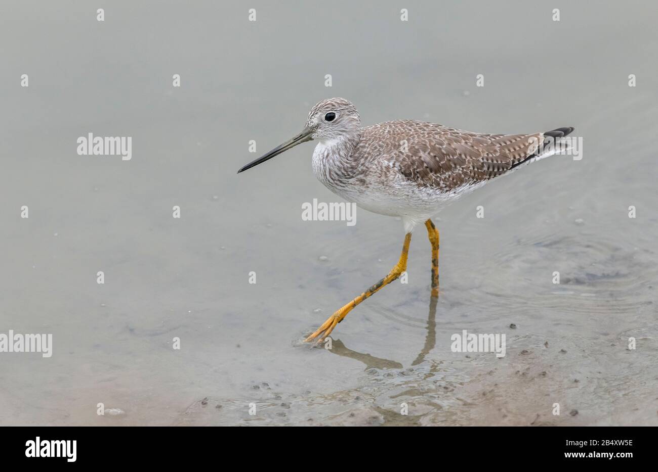 Größere Gelbbeine, Tringa melanoleuca, im Wintergefiedere, die sich in schlammiger Flussmündungsregion ernähren. Kalifornien. Stockfoto