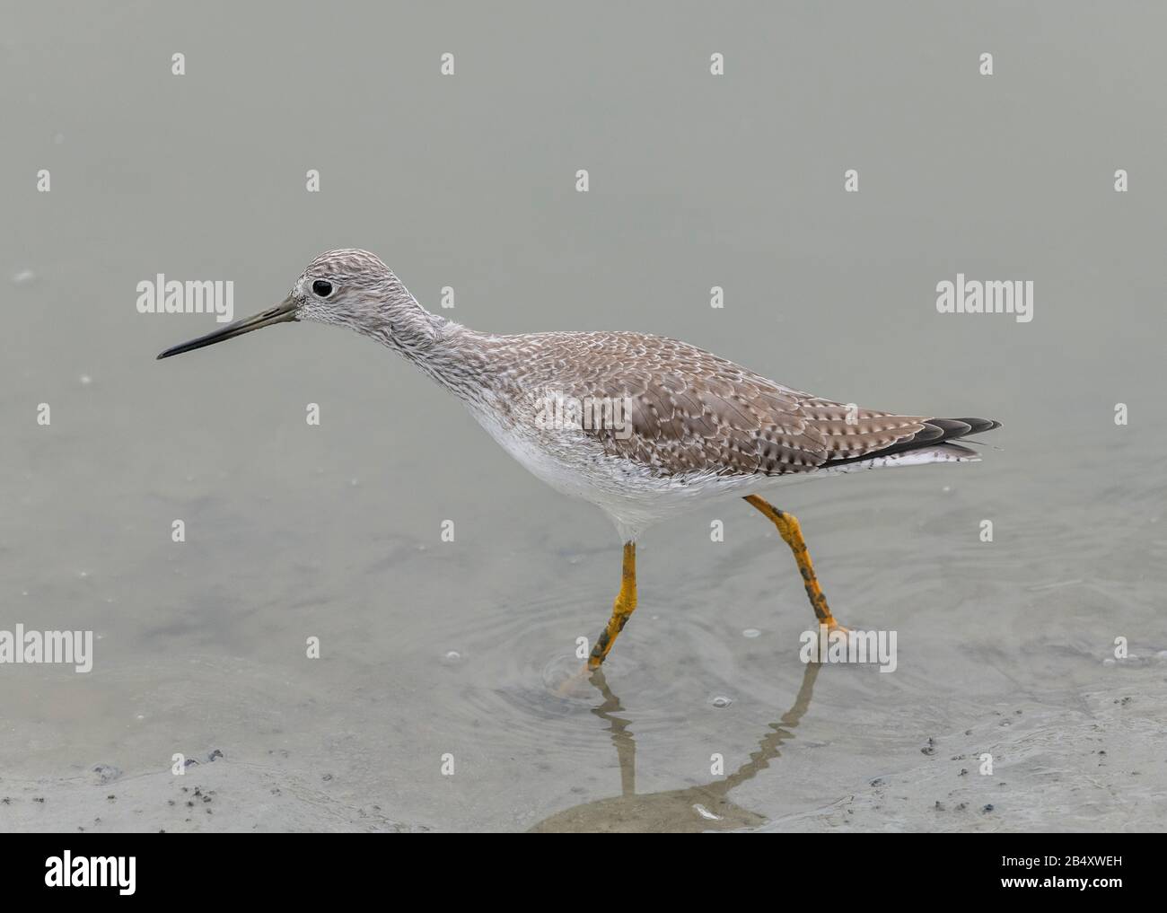 Größere Gelbbeine, Tringa melanoleuca, im Wintergefiedere, die sich in schlammiger Flussmündungsregion ernähren. Kalifornien. Stockfoto