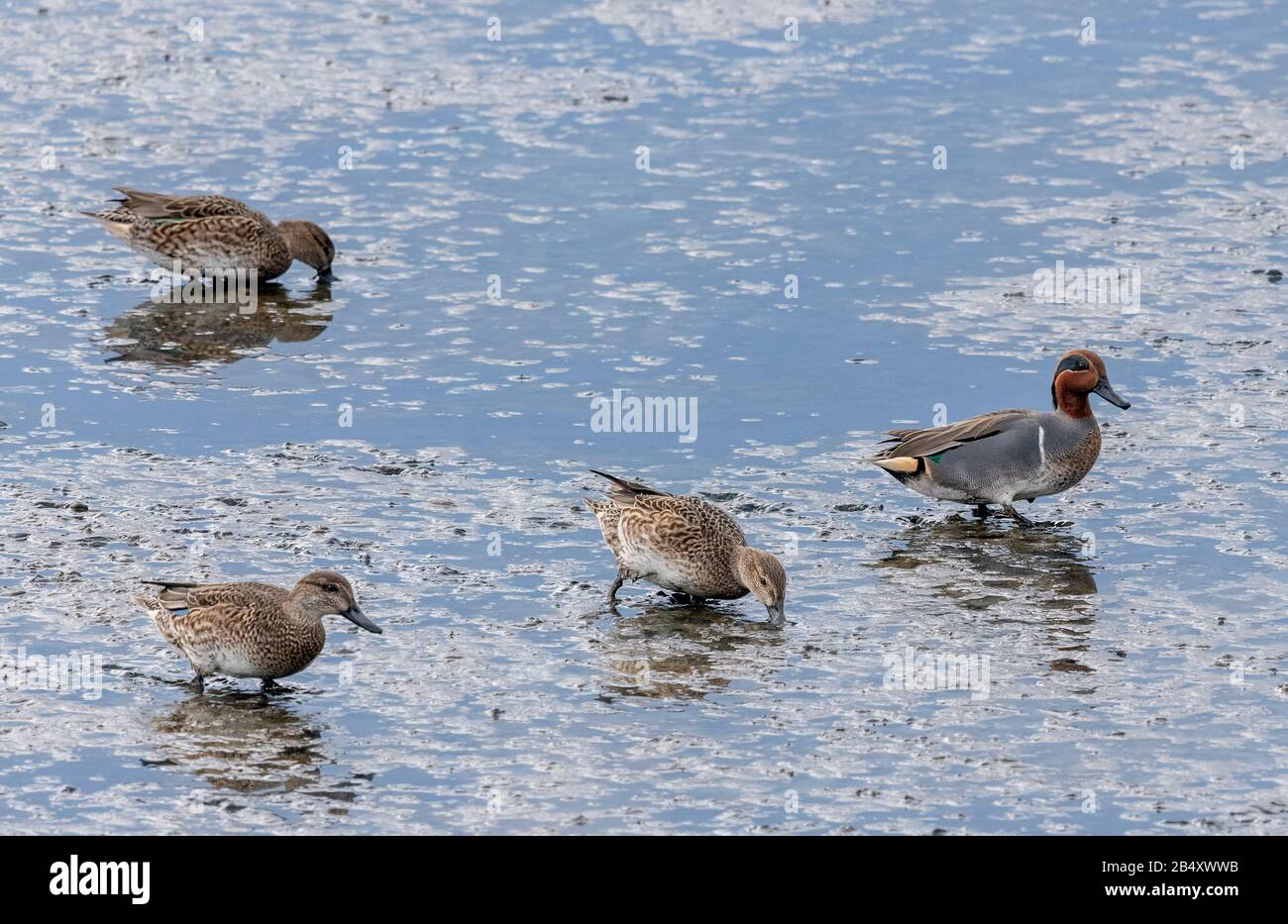 Grün-geflügelter Teal, Anas carolinensis, der sich bei Ebbe im Flussschlamm ernährt, Kalifornien. Stockfoto