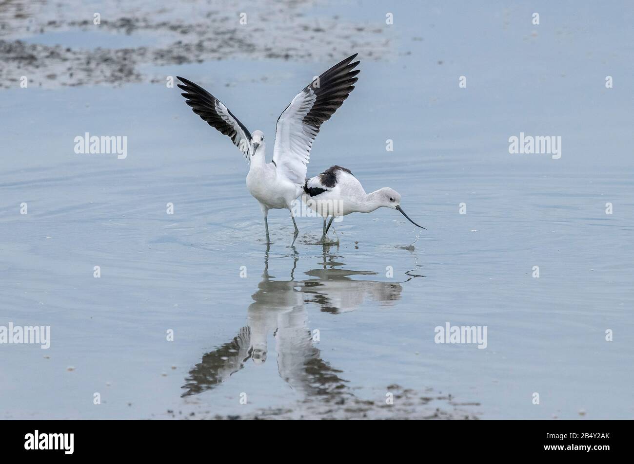 Paar amerikanische Avocet, Recurvirostra Americana, Fütterung in Estuarin-Schlamm, Kalifornien. Stockfoto