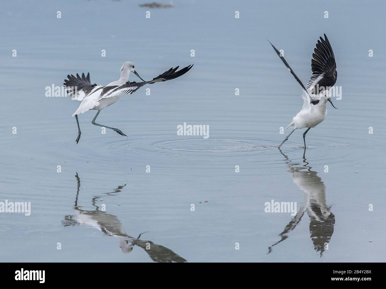 American Avocet, Recurvirostra Americana, im Flug im Lebensraum Küstenmündungsgebiet, Kalifornien. Stockfoto