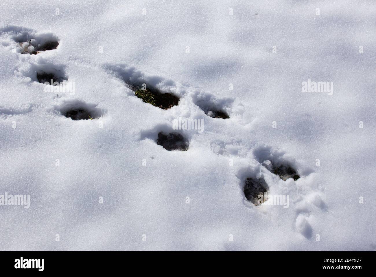 Unbekannte Tierspuren im schmelzenden Schnee Stockfoto