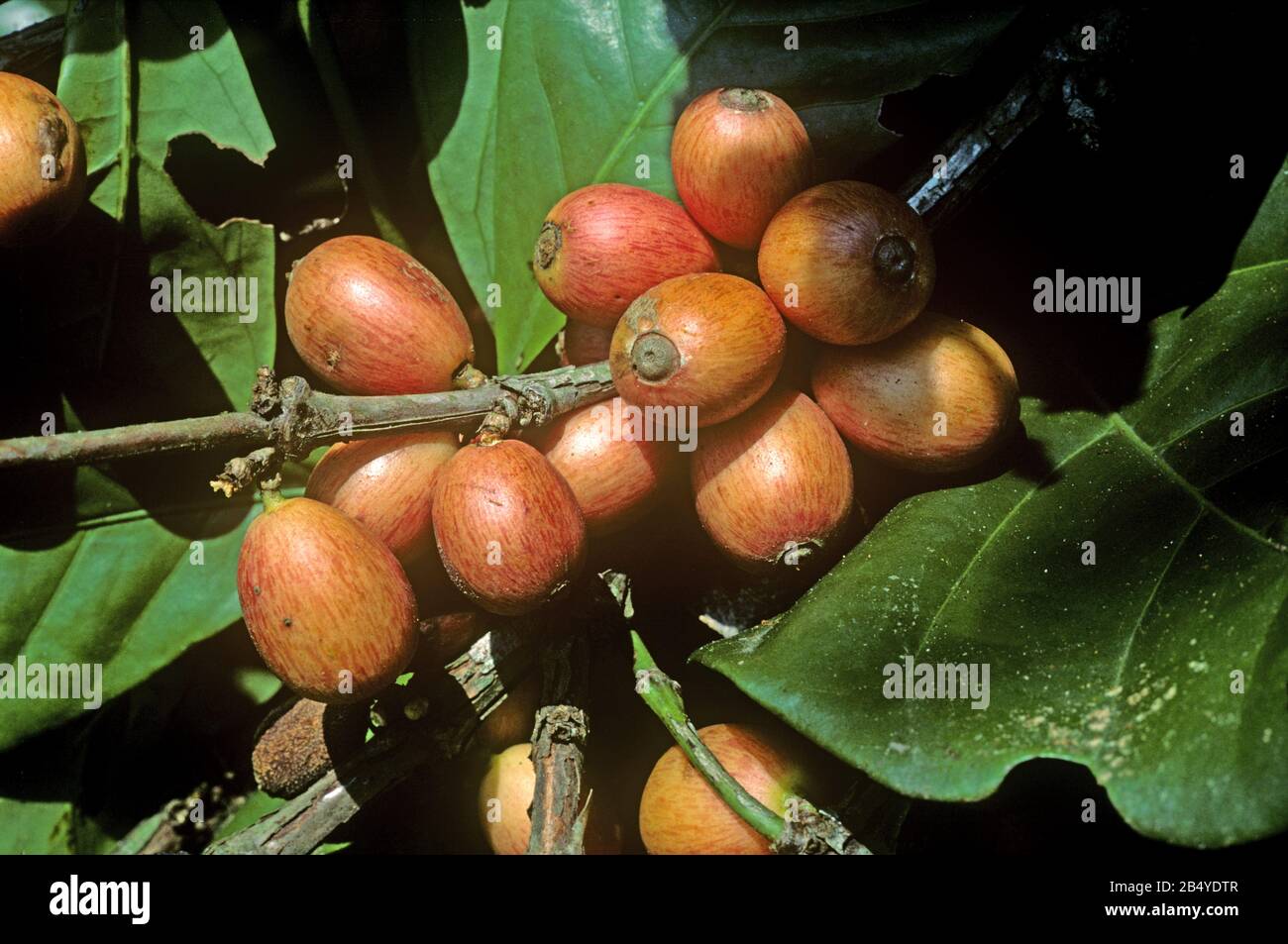 Rote Kirschen des liberianischen Kaffees (Coffea liberica) auf dem Busch, Malaysia, Februar Stockfoto