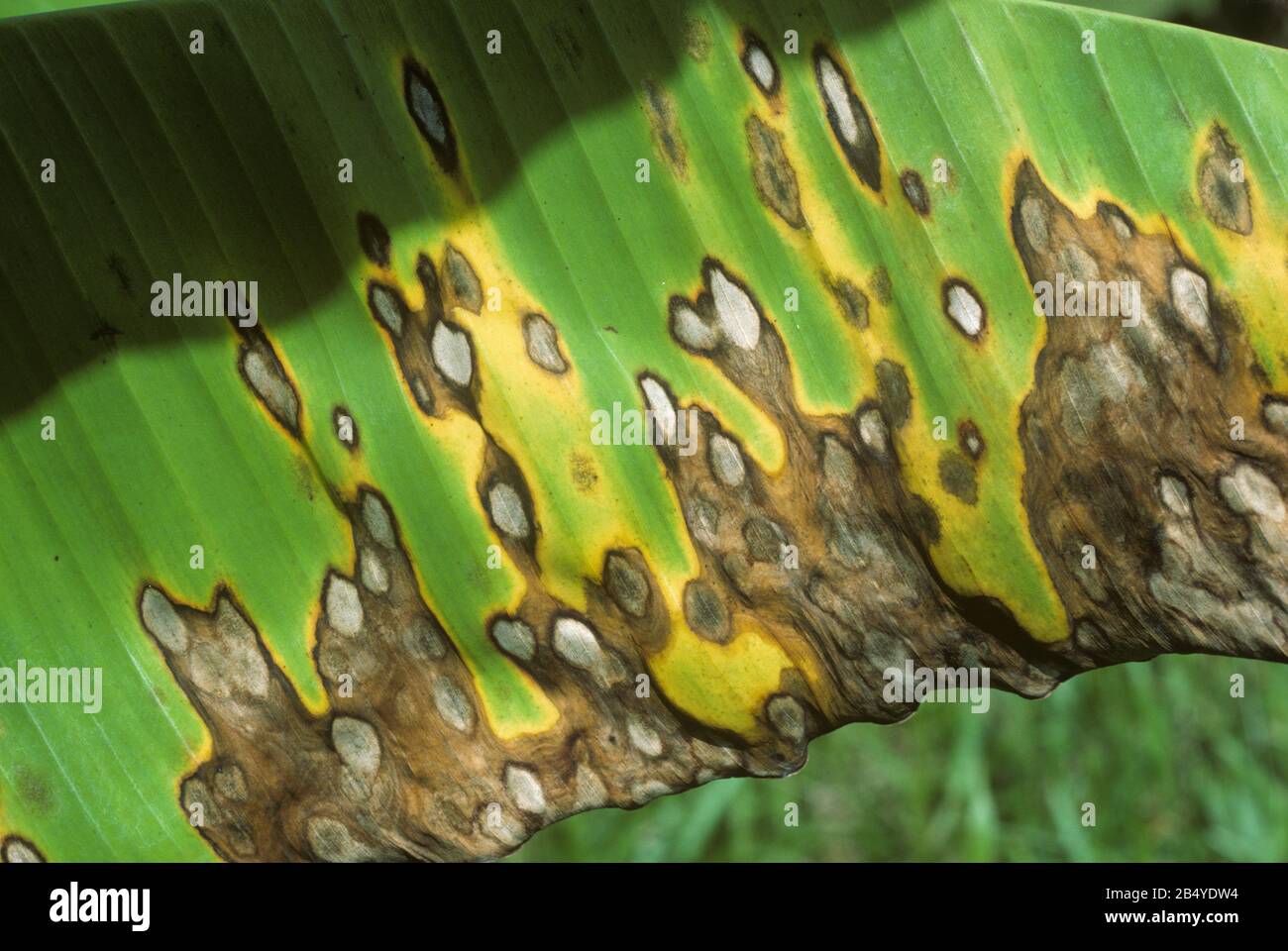 Gelbe sigatoka (Mycosphaerella musicola)Läsionen und Nekrosen auf den Blättern junger Bananen, Malaysia, Februar, Stockfoto