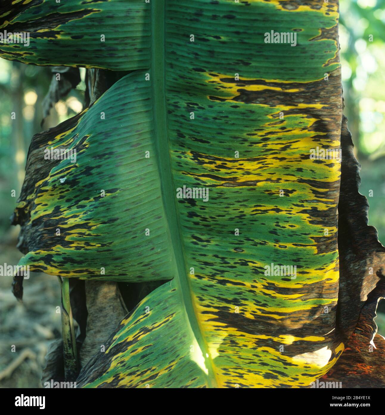 Schwarze sigatoka (Mycosphaerella fijiensis) Läsionen und Nekrosen auf den Blättern junger Bananen, Malaysia, Februar, Stockfoto