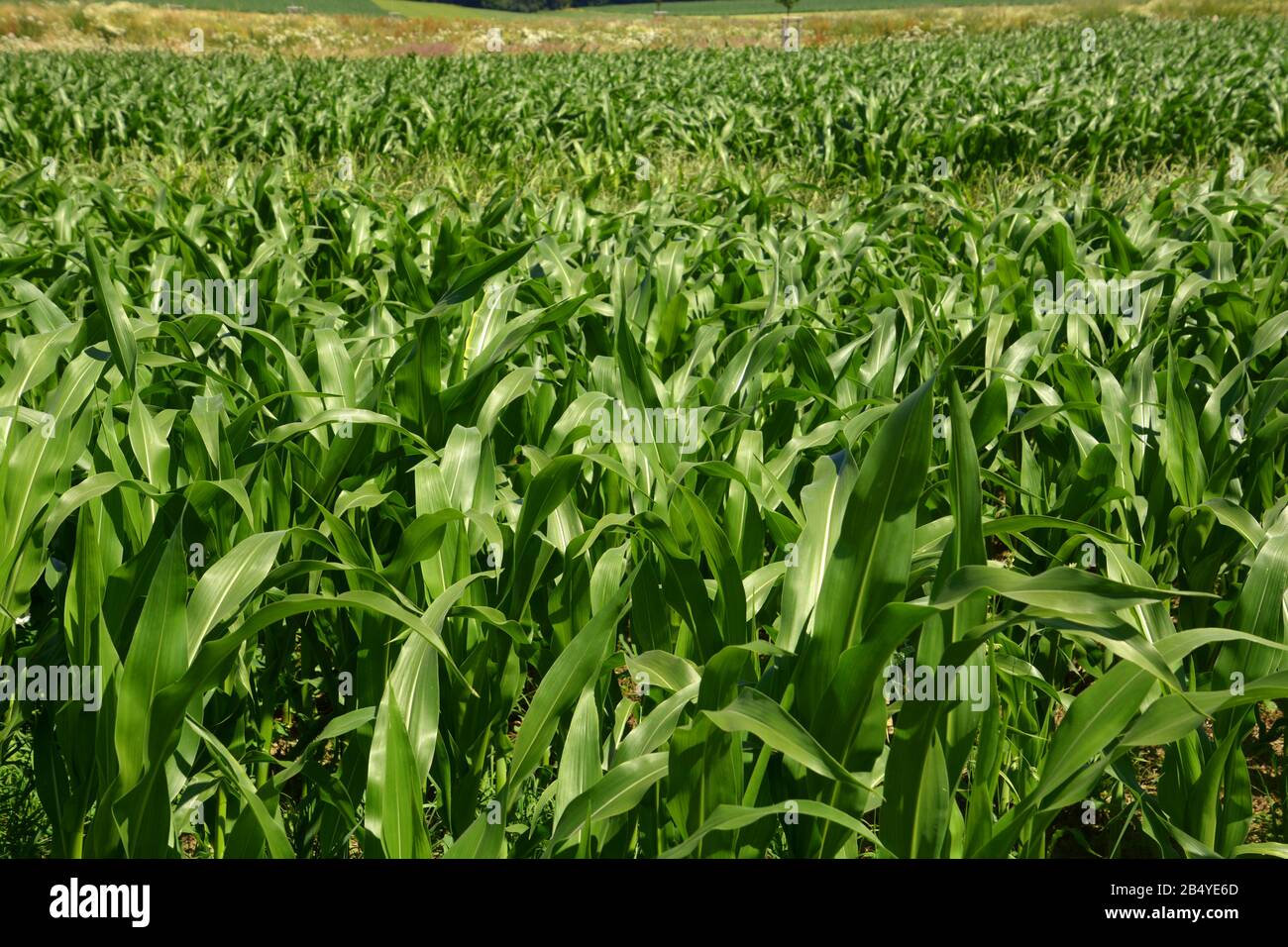 Grünes Maisfeld im Sommersonne, Reihen neu wachsender Maispflanzen Stockfoto