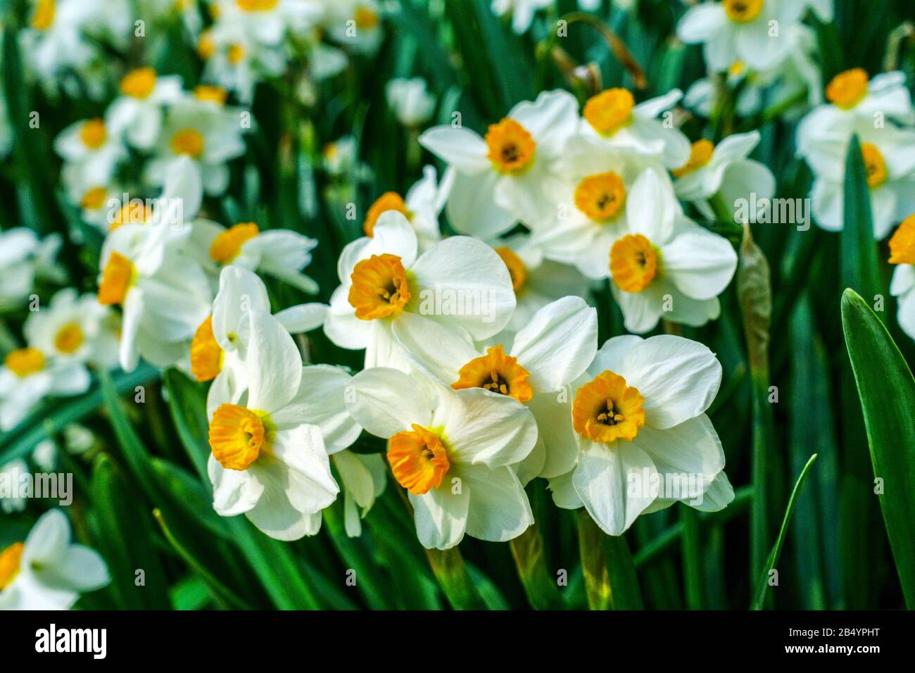 Narzisse 'Geranium' Daffodils Stockfoto