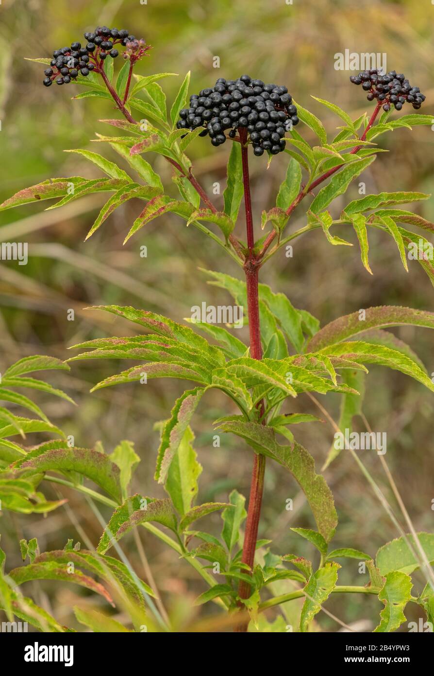 Danewort oder Zwergältester, Sambucus ebulus, mit reifen Früchten im Herbst. Stockfoto