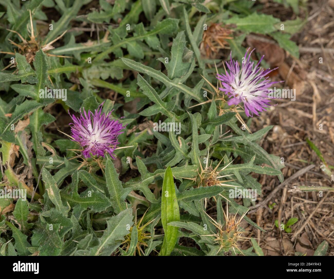 Raue Sterndistel, Centaurea aspera, im Herbst in Blüte. Spanien. Stockfoto