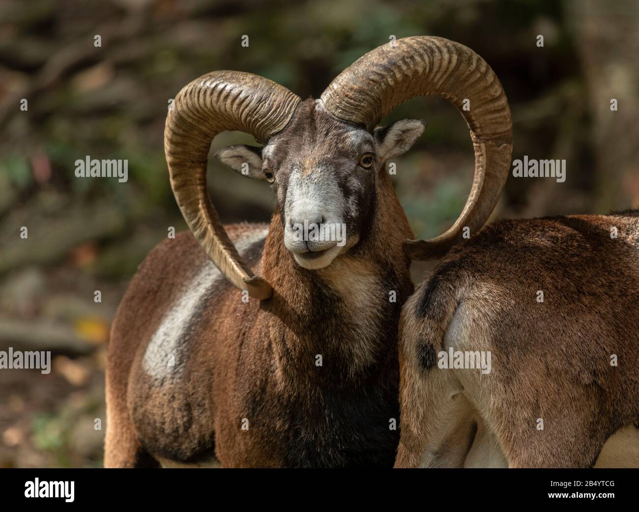 Mouflon, Ovis orientalis musimon, - der Vorfahre moderner Schafe. Stecker mit Hörnern Stockfoto