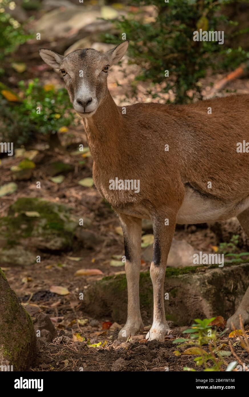 Mouflon, Ovis orientalis musimon, - der Vorfahre moderner Schafe. Weiblich im Wald. Stockfoto