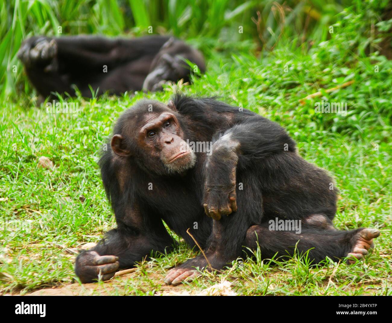 Ein erwachsener Chimpanzee entspannt sich Mitte des Tages nach einem geschäftigen Morgen der Interaktion innerhalb der Truppe Stockfoto