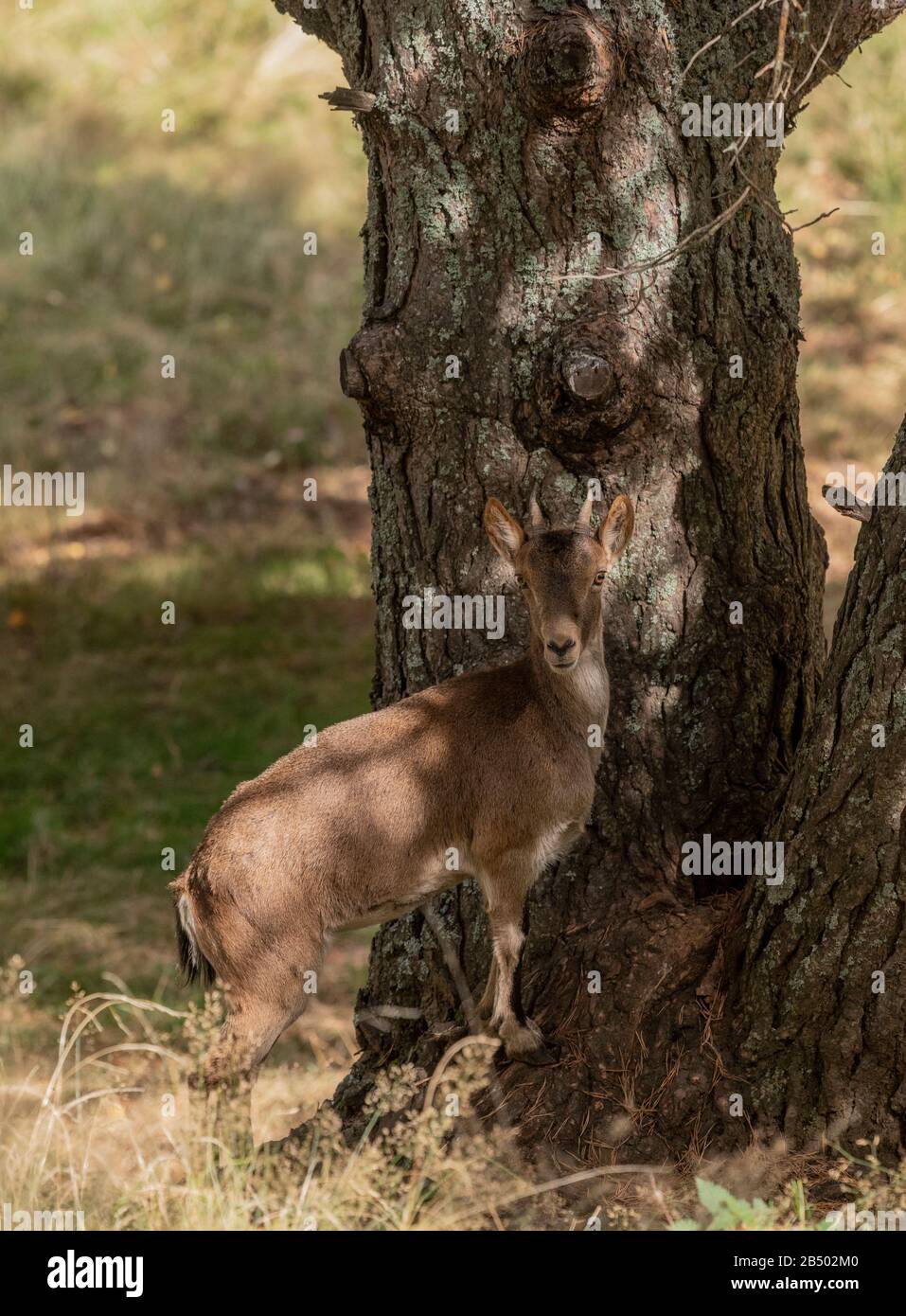 Pyrenäen Ibex, Capra pyrenaica, im Wald in den pyrenäen. Stockfoto