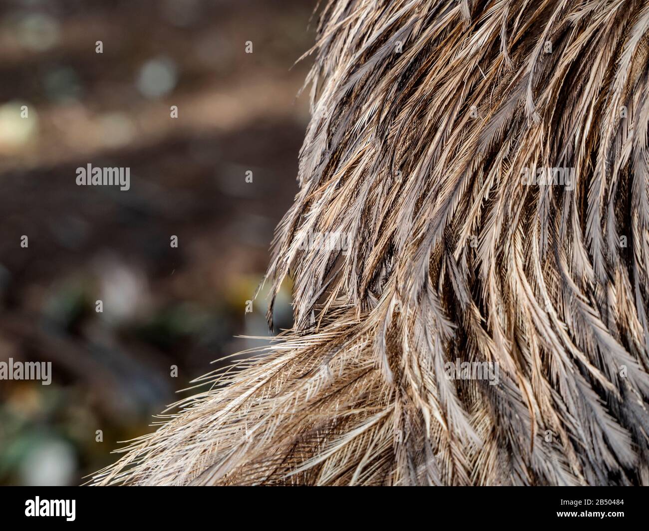 Federn Detail emu Kopf Stockfoto