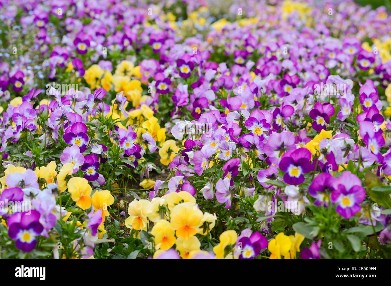 Feld von violetten und gelben Pansien, eine festliche Dekoration der Stadt mit Frühlingsblumen, die im Park gepflanzt wurden Stockfoto