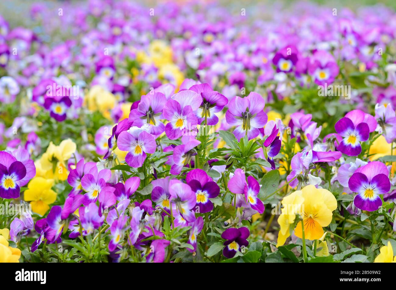 Violette und gelbe Pansies, Frühlings-Stimmungsblumen, die im Park gepflanzt wurden Stockfoto