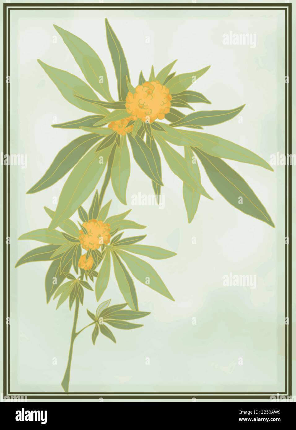 Antike botanische Illustration der Cannabis Sativa-Pflanze. Vektorgrafiken, die für große Poster skalierbar sind. Text beschreibt die Blühstufen der Pflanze. Stock Vektor